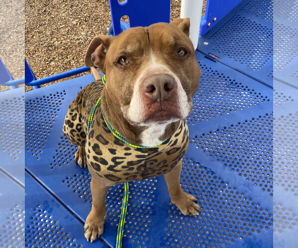 Medium Photo #1 Mutt Puppy For Sale in Fargo, ND, USA