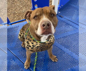 Mutt Dogs for adoption in Fargo, ND, USA