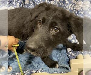 Labradoodle Dogs for adoption in Modesto, CA, USA