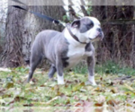 Small Photo #1 Olde English Bulldogge Puppy For Sale in MARSHALLTOWN, IA, USA