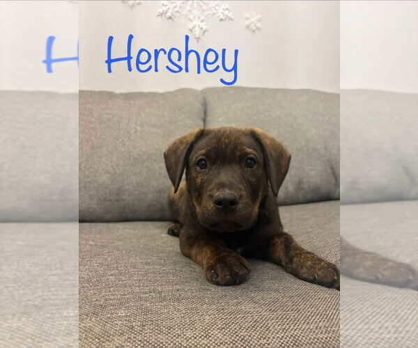 Medium Photo #1 Boxer-Unknown Mix Puppy For Sale in Salt Lake City, UT, USA