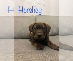 Boxer-Unknown Mix Dogs for adoption in Salt Lake City, UT, USA