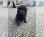 Small Photo #10 Chow Chow Puppy For Sale in ELGIN, IL, USA