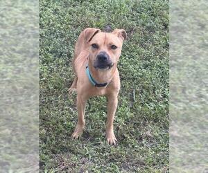 American Staffordshire Terrier Dogs for adoption in Fort Lauderdale, FL, USA