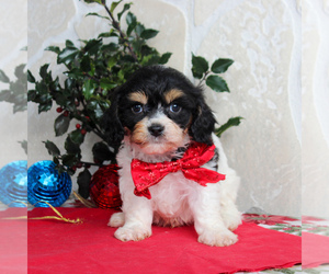 Cavachon Puppy for sale in GORDONVILLE, PA, USA