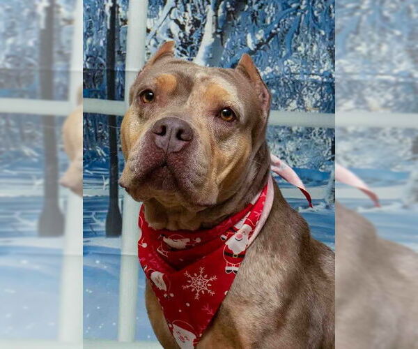 Medium Photo #1 Mutt Puppy For Sale in Sanford, FL, USA