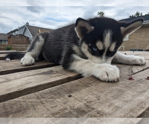 Siberian Husky Dog for Adoption in WASHBURN, Illinois USA