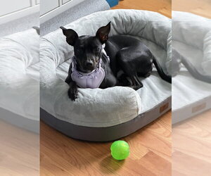 Savvy - Female Mutt Dog for Adoption - Photo #5