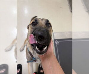 German Shepherd Dog Dogs for adoption in Fremont, CA, USA