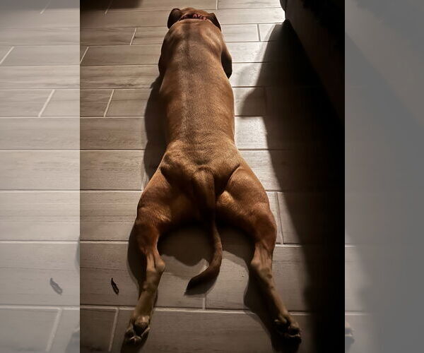 Medium Photo #3 American Pit Bull Terrier-Unknown Mix Puppy For Sale in Chandler, AZ, USA