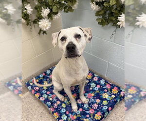 Labrador Retriever-Unknown Mix Dogs for adoption in Brighton, CO, USA
