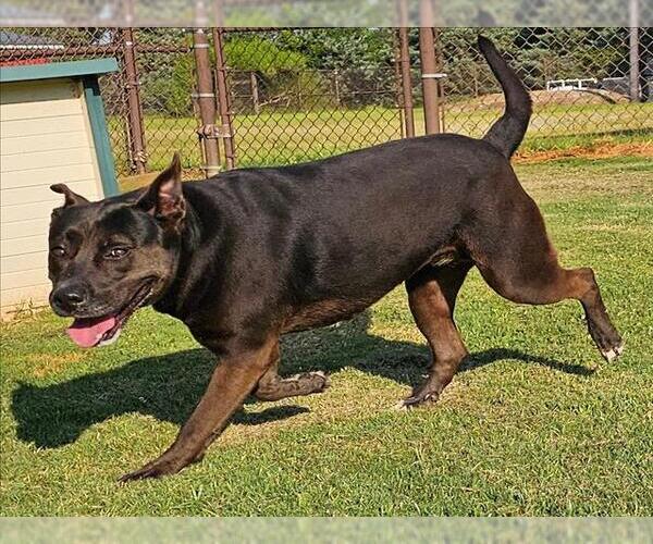 Medium Photo #2 Labrador Retriever-Unknown Mix Puppy For Sale in Grovetown, GA, USA