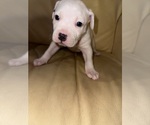 Small #8 American Bully-American Pit Bull Terrier Mix