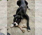 Small #1 Boxer