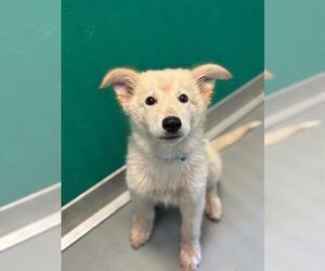 German Shepherd Dog-Unknown Mix Dogs for adoption in Visalia, CA, USA