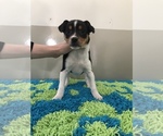 Puppy 1 Jack-Rat Terrier