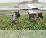 Small Photo #13 German Shepherd Dog Puppy For Sale in HOLLYWOOD, FL, USA