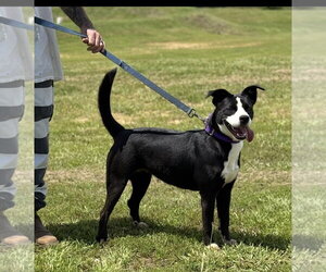 Hecky - Female American Pit Bull Terrier Dog for Adoption - Photo #2