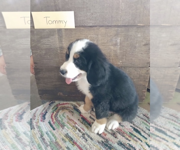 Medium Photo #1 Bernese Mountain Dog Puppy For Sale in GRABILL, IN, USA