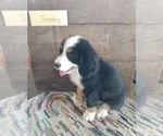 Small Photo #1 Bernese Mountain Dog Puppy For Sale in GRABILL, IN, USA