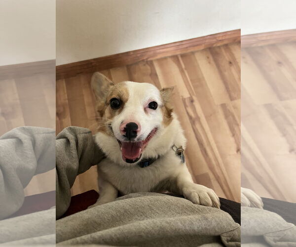 Medium Photo #2 Mutt Puppy For Sale in Denver , CO, USA