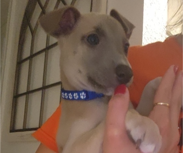 Medium Photo #4 Whippet Puppy For Sale in FORT WORTH, TX, USA