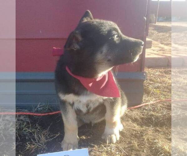 Medium Photo #6 German Shepherd Dog-Siberian Husky Mix Puppy For Sale in GARNETT, KS, USA