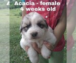 Small Photo #45 Great Pyrenees Puppy For Sale in HILLSVILLE, VA, USA