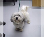 Small Shih Tzu Mix