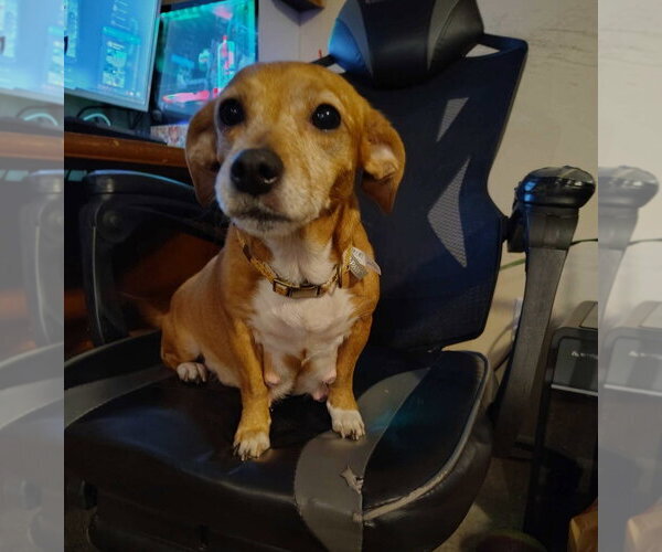 Medium Photo #4 Doxle Puppy For Sale in Sanford, FL, USA