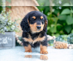 Small Photo #8 Dachshund Puppy For Sale in ELIZABETHTOWN, PA, USA
