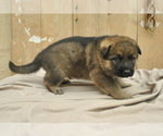 Small Photo #4 German Shepherd Dog Puppy For Sale in ZANESVILLE, OH, USA