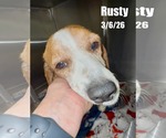 Rusty - Male Beagle Dog for Adoption - Small photo