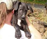 Puppy Felix Great Dane