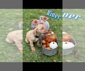 American Pit Bull Terrier Puppy for Sale in PRESTON, Connecticut USA