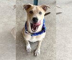 Small #1 Labrador Retriever Mix