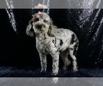 Small #8 Poodle (Miniature)