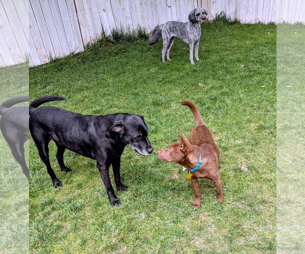 Medium Photo #10 Australian Kelpie-Unknown Mix Puppy For Sale in Sandy, UT, USA