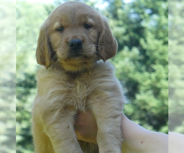 Medium Photo #1 Golden Retriever Puppy For Sale in WOLCOTT, VT, USA