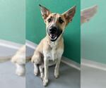 Small #1 Australian Cattle Dog Mix
