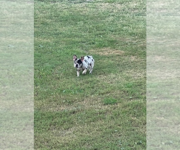 Medium Photo #6 French Bulldog Puppy For Sale in NORTH MYRTLE BEACH, SC, USA