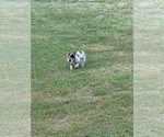 Small Photo #6 French Bulldog Puppy For Sale in NORTH MYRTLE BEACH, SC, USA