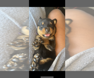 Rottweiler Puppy for sale in NEW BRUNSWICK, NJ, USA