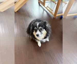 Australian Shepherd Dogs for adoption in Dallas, TX, USA