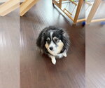 Small Australian Shepherd