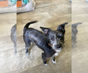 Chihuahua-Unknown Mix Dogs for adoption in San Diego, CA, USA