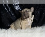 Small #6 French Bulldog