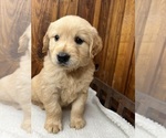 Image preview for Ad Listing. Nickname: AKC Golden Retr