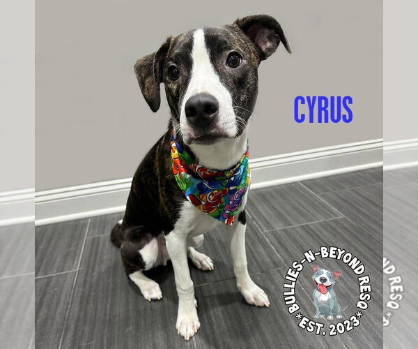 Medium Photo #2 American Staffordshire Terrier-Australian Shepherd Mix Puppy For Sale in Omaha, NE, USA