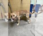 Small American Pit Bull Terrier Mix